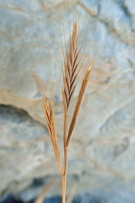 Brachypodium distachyon \ Zwei�hrige Zwenke / Purple False Brome, Stiff Brome, F Pyren&auml;en/Pyrenees, Gorges de Galamus 23.7.2018