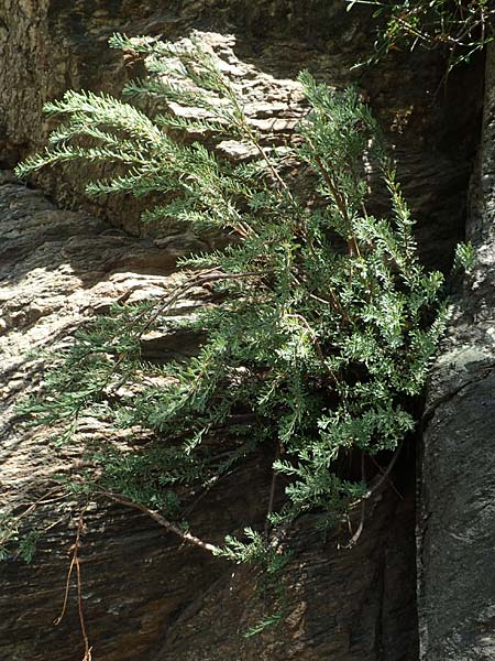 Rhamnus lycioides subsp. lycioides ? \ Bocksdornartiger Kreuzdorn / Mediterranean Buckthorn, Black Hawthorn, F Pyren&auml;en/Pyrenees, Caranca - Schlucht / Gorge 30.7.2018