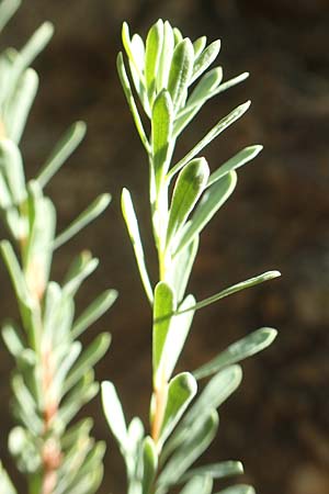 Rhamnus lycioides subsp. lycioides ? \ Bocksdornartiger Kreuzdorn / Mediterranean Buckthorn, Black Hawthorn, F Pyren&auml;en/Pyrenees, Caranca - Schlucht / Gorge 30.7.2018