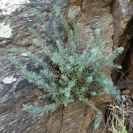 Rhamnus lycioides subsp. lycioides ? \ Bocksdornartiger Kreuzdorn / Mediterranean Buckthorn, Black Hawthorn, F Pyren&auml;en/Pyrenees, Caranca - Schlucht / Gorge 30.7.2018