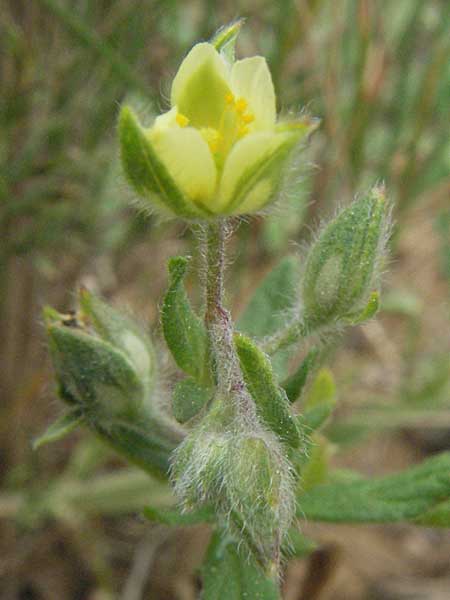 Helianthemum salicifolium \ Weidenbl&auml;ttriges Sonnenr�schen / Willowleaf Rock-Rose, F Corbi&egrave;res,  Talairan 13.5.2007