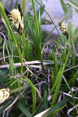 Carex ericetorum \ Heide-Segge / Heath Sedge, F Col du Galibier 21.6.2008