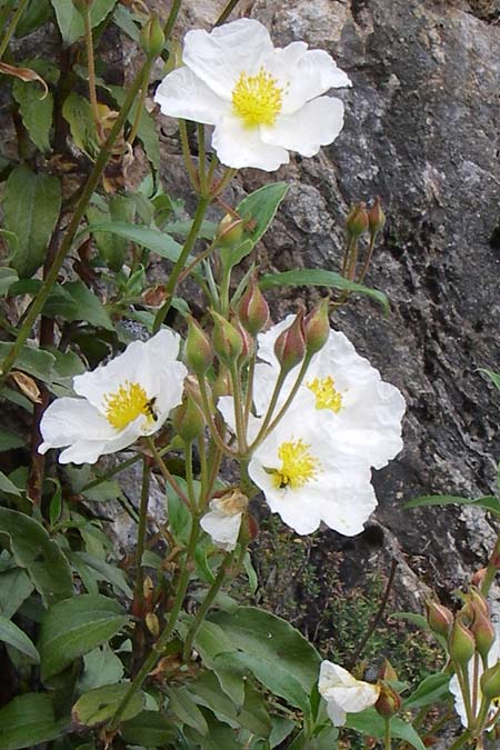 Cistus laurifolius \ Lorbeerbl&auml;ttige Zistrose / Laurel-Leaved Rock-Rose, F Pyren&auml;en/Pyrenees, Col de Pailh&egrave;res 27.6.2008