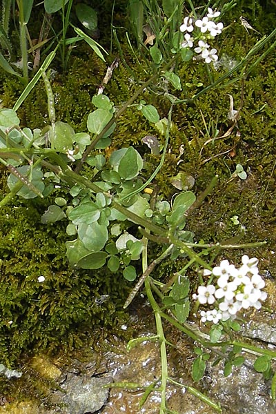 Cardamine hirsuta \ Vielstngeliges Schaumkraut, Behaartes Schaumkraut / Hairy Bitter-Cress, F Saint Veran (Dourbie) 30.5.2009