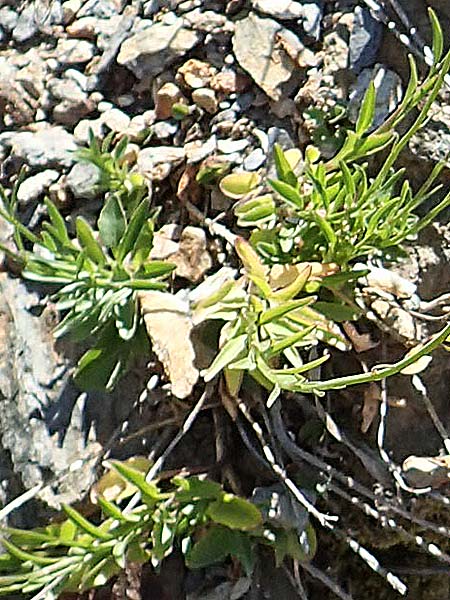 Campanula cochlearifolia \ Kleine Glockenblume / Fairy's Thimble, F Pyrenäen/Pyrenees, Mont Louis 29.7.2018