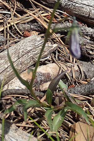 Campanula recta ? \ Aufrechte Glockenblume / Upright Bellflower, F Pyren&auml;en/Pyrenees, Mont Llaret 31.7.2018