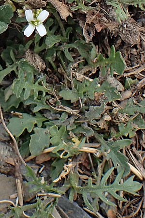 Cardamine resedifolia \ Resedenblttriges Schaumkraut / Mignonette-Leaved Bitter-Cress, F Pyrenäen/Pyrenees, Puigmal 1.8.2018