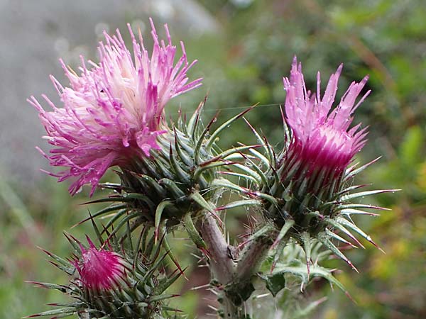 Carduus litigiosus subsp. horridissimus \ Vielstachelige Streit-Distel / Many-Spined Thistle, F S.  Sauveur-sur-Tin&eacute;e 30.4.2023