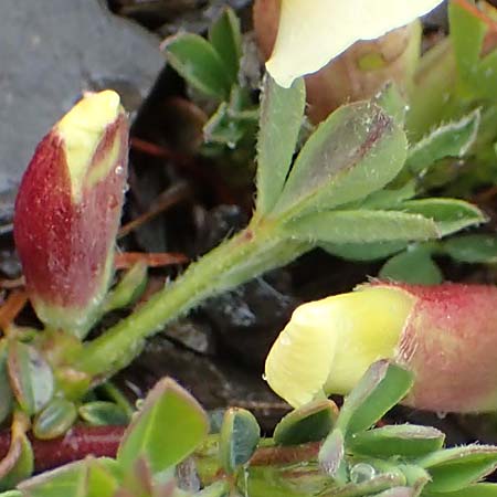 Cytisus pumilus \ Kleiner Behaarter Zwergginster, F L'Authion 1.5.2023