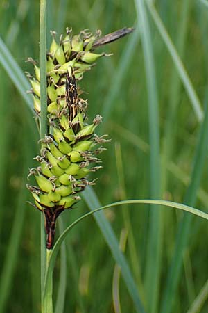 Carex melanostachya \ Schwarzhrige Segge / Great Plains Sedge, Black-Billed Sedge, F Sermoyer 4.5.2023