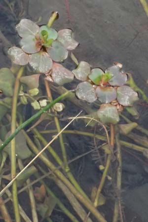 Ludwigia peploides \ Flutendes Heusenkraut / Creeping Water Primrose, F St.  Martin-de-Crau 17.3.2024