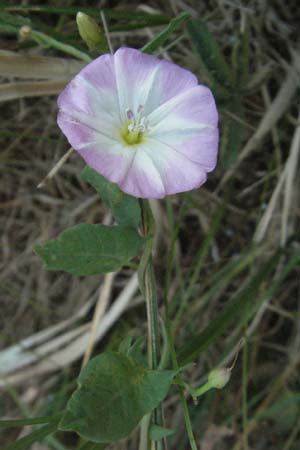 Convolvulus arvensis \ Acker-Winde / Field Bindweed, F S. Gilles 7.6.2006