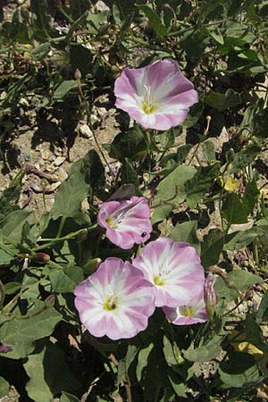 Convolvulus arvensis \ Acker-Winde / Field Bindweed, F Mauguio 7.6.2006