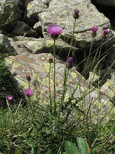 Carduus defloratus \ Alpen-Distel / Alpine Thistle, F Pyrenäen/Pyrenees, Eyne 9.8.2006