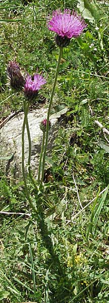 Carduus defloratus \ Alpen-Distel / Alpine Thistle, F Pyrenäen/Pyrenees, Eyne 9.8.2006