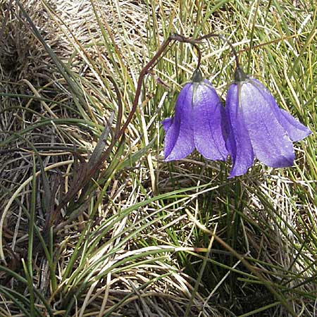 Campanula rotundifolia \ Rundblttrige Glockenblume / Harebell, Andorra Estany de Pessons 10.8.2006