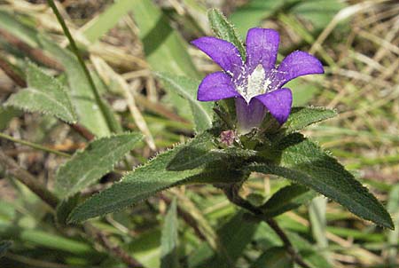 Campanula glomerata \ Knuel-Glockenblume / Clustered Bellflower, F Montsegur 15.8.2006