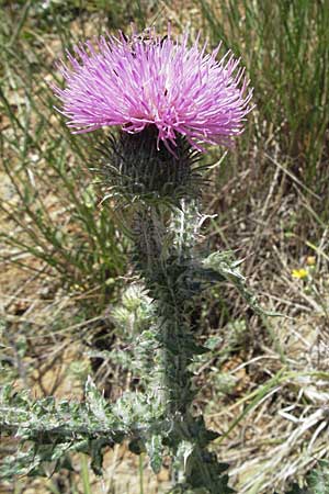 Carduus acanthoides \ Weg-Distel / Welted Thistle, F Castellane 12.5.2007