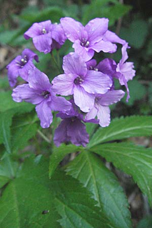 Cardamine pentaphyllos \ Fnfblttrige Zahnwurz, Finger-Zahnwurz / Five-Leaved Coral-Root, F Pyrenäen/Pyrenees, Mont Louis 13.5.2007