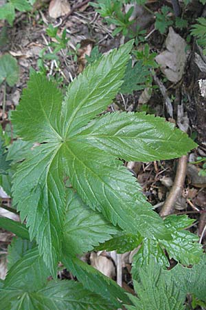 Cardamine pentaphyllos \ Fnfblttrige Zahnwurz, Finger-Zahnwurz / Five-Leaved Coral-Root, F Pyrenäen/Pyrenees, Mont Louis 13.5.2007