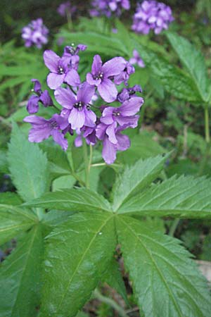 Cardamine pentaphyllos \ Fnfblttrige Zahnwurz, Finger-Zahnwurz / Five-Leaved Coral-Root, F Pyrenäen/Pyrenees, Mont Louis 13.5.2007