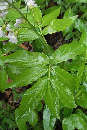 Cardamine heptaphylla \ Siebenblttrige Zahnwurz / Pinnate Coral-Root, F Col de Menèe 17.5.2007
