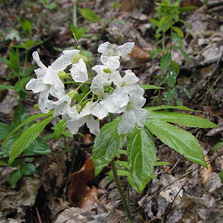 Cardamine heptaphylla \ Siebenblttrige Zahnwurz / Pinnate Coral-Root, F Col de Menèe 17.5.2007