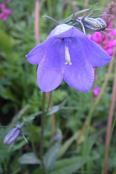 Campanula rhomboidalis \ Rautenblttrige Glockenblume / Diamond-Leaved Bellflower, Broad-Leaved Harebell, F Col du Galibier 21.6.2008