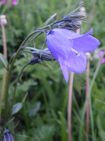 Campanula rhomboidalis \ Rautenblttrige Glockenblume / Diamond-Leaved Bellflower, Broad-Leaved Harebell, F Col du Galibier 21.6.2008