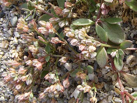 Polycarpon tetraphyllum \ Vierblttriges Nagelkraut / Four-Leaved Allseed, F Toreilles 24.6.2008