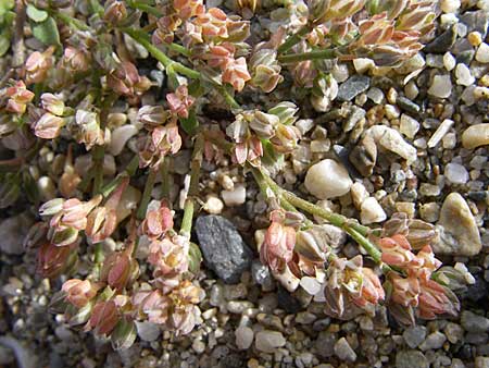 Polycarpon tetraphyllum \ Vierblttriges Nagelkraut / Four-Leaved Allseed, F Toreilles 24.6.2008