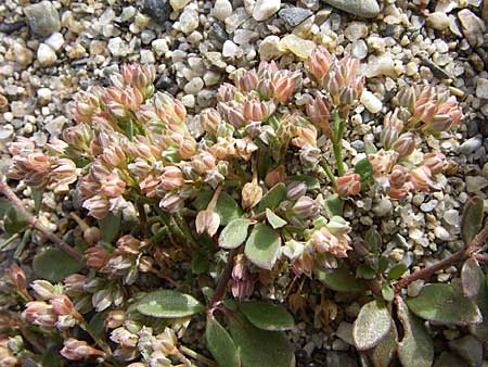 Polycarpon tetraphyllum \ Vierblttriges Nagelkraut / Four-Leaved Allseed, F Toreilles 24.6.2008