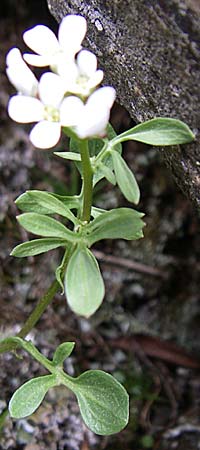 Cardamine resedifolia \ Resedenblttriges Schaumkraut / Mignonette-Leaved Bitter-Cress, F Pyrenäen/Pyrenees, Eyne 25.6.2008
