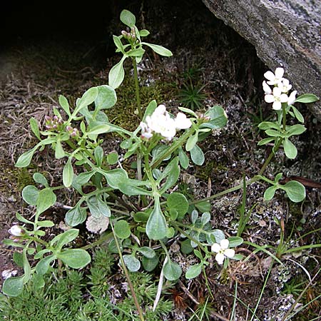 Cardamine resedifolia \ Resedenblttriges Schaumkraut / Mignonette-Leaved Bitter-Cress, F Pyrenäen/Pyrenees, Eyne 25.6.2008