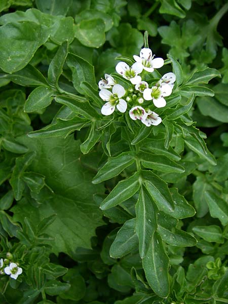 Cardamine amara \ Bitteres Schaumkraut / Large Bitter-Cress, F Pyrenäen/Pyrenees, Eyne 25.6.2008