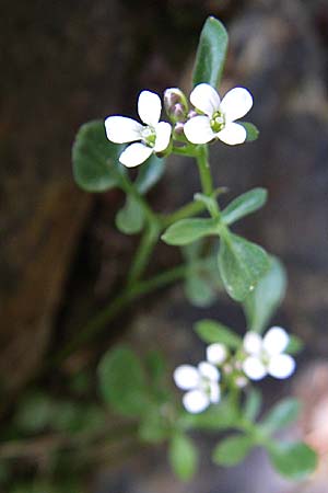 Cardamine resedifolia \ Resedenblttriges Schaumkraut / Mignonette-Leaved Bitter-Cress, F Pyrenäen/Pyrenees, Eyne 25.6.2008