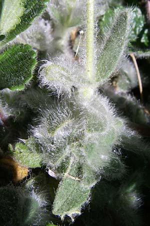 Cerastium eriophorum \ Wolliges Hornkraut / Wooly Alpine Mouse-Ear, F Pyren&auml;en/Pyrenees, Eyne, Museum-Garden 26.6.2008