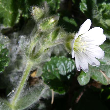 Cerastium eriophorum \ Wolliges Hornkraut / Wooly Alpine Mouse-Ear, F Pyren&auml;en/Pyrenees, Eyne, Museum-Garden 26.6.2008