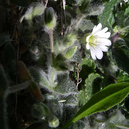 Cerastium eriophorum \ Wolliges Hornkraut / Wooly Alpine Mouse-Ear, F Pyren&auml;en/Pyrenees, Eyne, Museum-Garden 26.6.2008