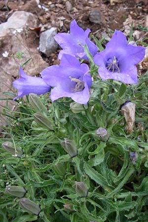 Campanula speciosa \ Pyren&auml;en-Glockenblume / Pyrenean Bellflower, F Pyren&auml;en/Pyrenees, Querigut 27.6.2008