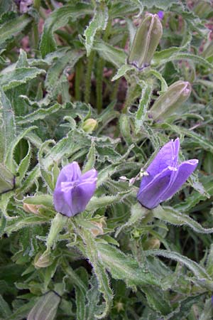 Campanula speciosa \ Pyren&auml;en-Glockenblume / Pyrenean Bellflower, F Pyren&auml;en/Pyrenees, Querigut 27.6.2008