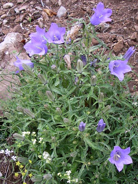 Campanula speciosa \ Pyren&auml;en-Glockenblume / Pyrenean Bellflower, F Pyren&auml;en/Pyrenees, Querigut 27.6.2008