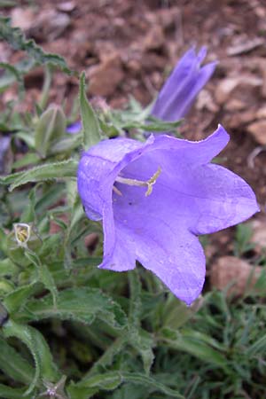 Campanula speciosa \ Pyren&auml;en-Glockenblume / Pyrenean Bellflower, F Pyren&auml;en/Pyrenees, Querigut 27.6.2008