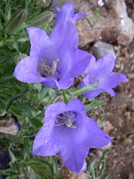 Campanula speciosa \ Pyren&auml;en-Glockenblume / Pyrenean Bellflower, F Pyren&auml;en/Pyrenees, Querigut 27.6.2008