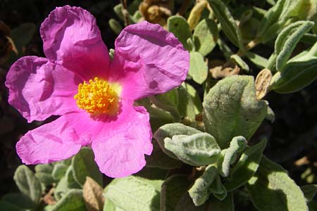 Cistus albidus \ Wei&szlig;liche Zistrose / Grey-Leaved Cistus, F Frontignan 28.6.2008