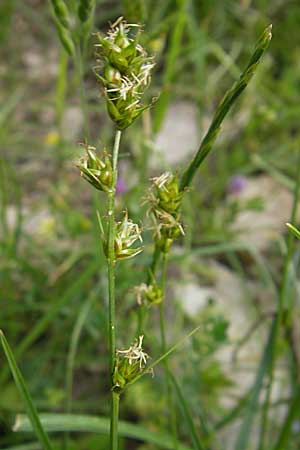 Carex polyphylla \ Unterbrochenhrige Segge / Berkeley Sedge, Grassland Sedge, F La Couvertoirade 27.5.2009
