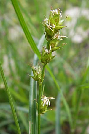 Carex polyphylla \ Unterbrochenhrige Segge / Berkeley Sedge, Grassland Sedge, F La Couvertoirade 27.5.2009