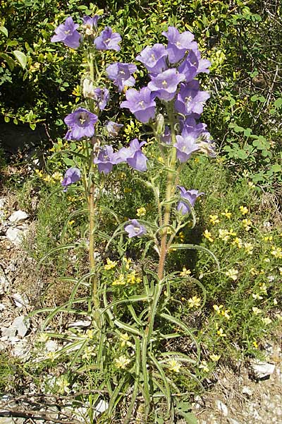 Campanula speciosa \ Pyren&auml;en-Glockenblume / Pyrenean Bellflower, F Tarn - Schlucht / Gorge 29.5.2009