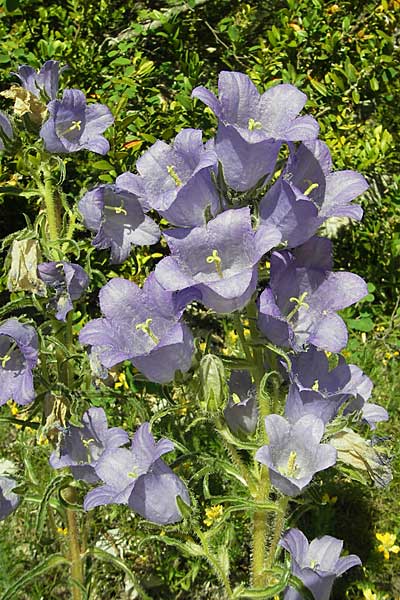 Campanula speciosa \ Pyren&auml;en-Glockenblume / Pyrenean Bellflower, F Tarn - Schlucht / Gorge 29.5.2009