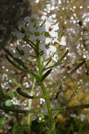 Cardamine hirsuta \ Vielstngeliges Schaumkraut, Behaartes Schaumkraut / Hairy Bitter-Cress, F Saint Veran (Dourbie) 30.5.2009